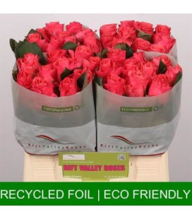 Rose Pink Taccazi 40 cm