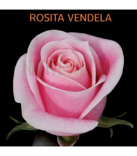 Rose Equateur Rosita Vendel 50x25