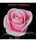 Rose Equateur Rosita Vendel 50x25
