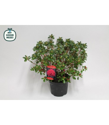 Azalee Japonica pot de 19