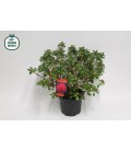 Azalee Japonica pot de 19