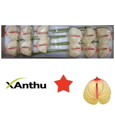 Anthurium Kaseko x 16