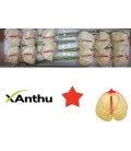 Anthurium Kaseko x 16