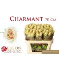 Rose Charmant 35 cm