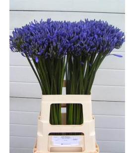 Agapanthe bleu 75 cm