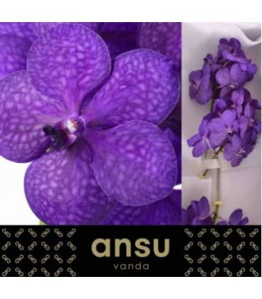 Vanda Tayané Blue x25