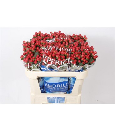 Hypericum coco tango 70 cm