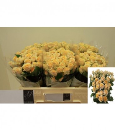 Rose Branchue Trinity 40 cm