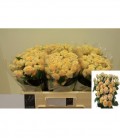 Rose Branchue Trinity 40 cm