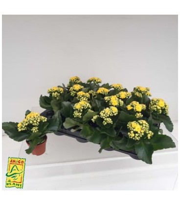 Kalanchoe Jaune Ø 06