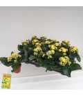 Kalanchoe Calandiva Jaune Ø 12