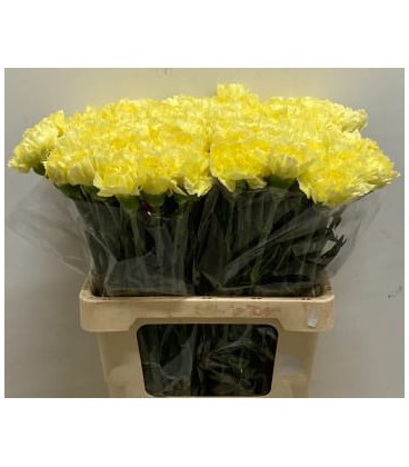 Oeillet Reina oro ( jaune pale)