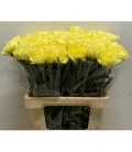 Oeillet Reina oro ( jaune pale)