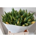 Tulipe Sttrong gold 