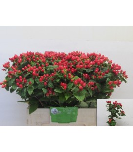 Hypericum mag red flame 50 cm