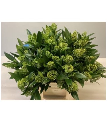 Skimmia Kew Green (la botte)