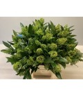 Skimmia Kew Green (la botte)