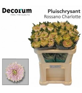 Chrysantheme GF Rosi Charlotte 