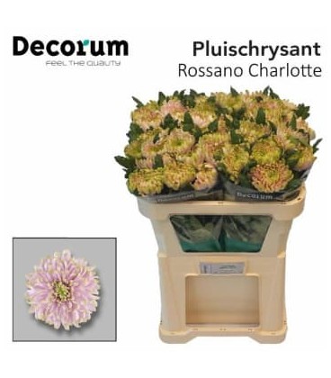 Chrysantheme GF Rosi Charlotte 