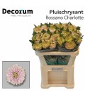 Chrysantheme GF Rosi Charlotte 