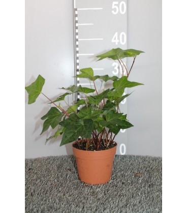 Lierre Mongomery Ø 13 h 25