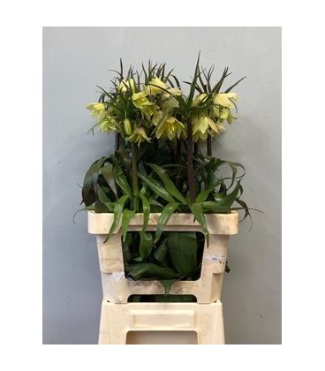 Fritilaire Imperialis 70 cm