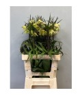 Fritilaire Imperialis 70 cm
