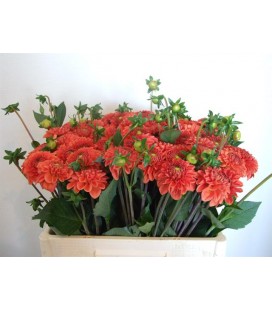 Dahlia orange Fox 60 cm
