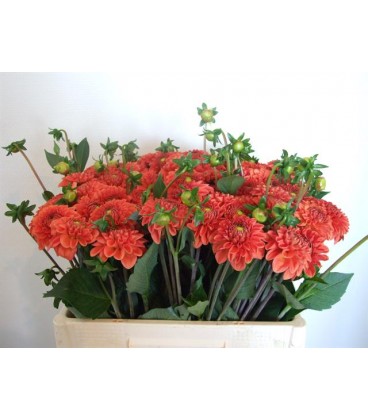 Dahlia orange Fox