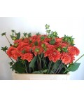 Dahlia orange Fox 60 cm