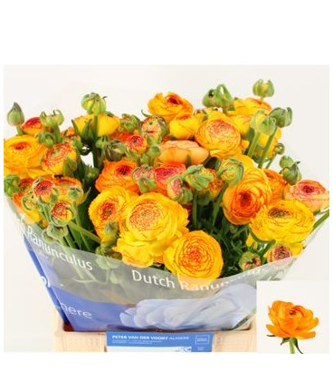 Renoncule azur orange stripe