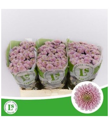 Chrysantheme Ellison