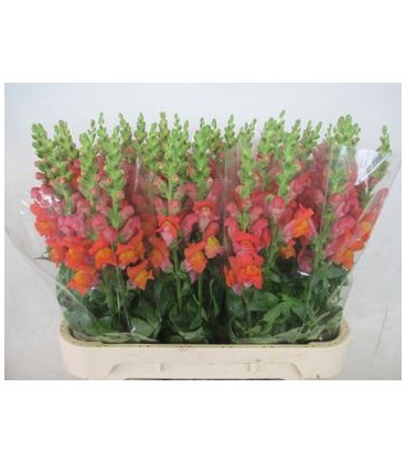 Muflier Orange 80 cm