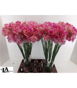 Pois de Senteur Romance 40 cm