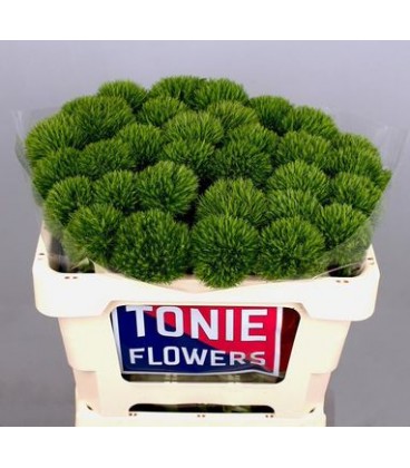 Dianthus Barb Kiwi mellow 65 cm