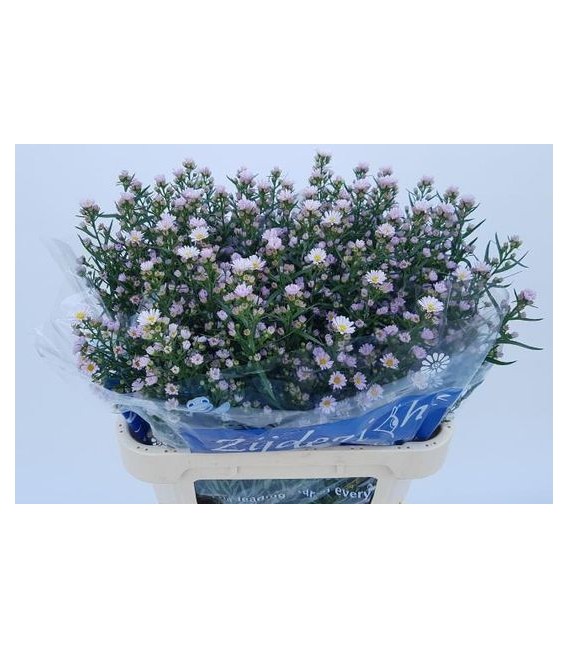 Aster claudia 75 cm rose