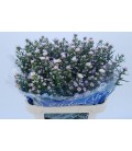 Aster claudia 75 cm rose