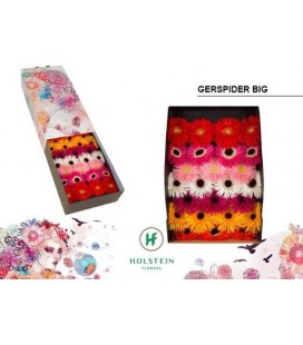Gerbera mix x25