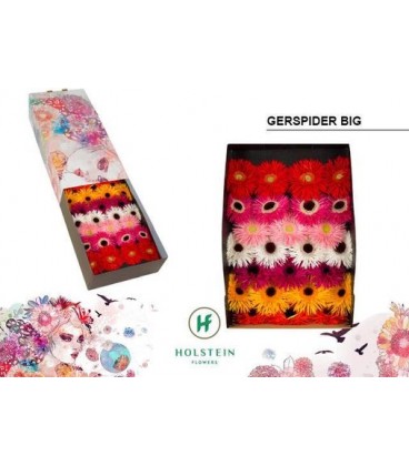 Gerbera mix x25