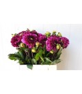 Dahlia Lilac Bull 55 cm