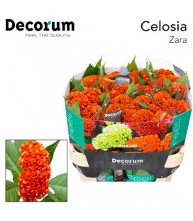 Celosie Act  Zara 
