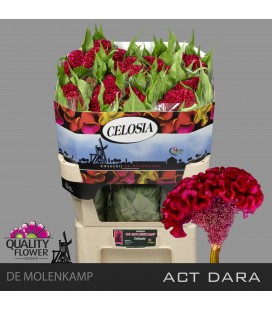 Celosie Dara 75 cm