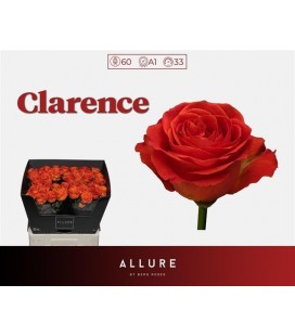 Rose Clarence 60 cm