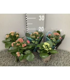 Kalanchoe calandiva pot de 9