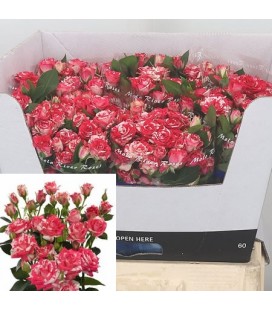 Rose Branchue Fireworks 60 cm