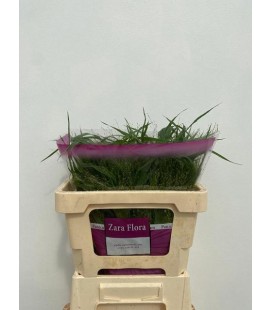 Panicum Fontaine 60 cm