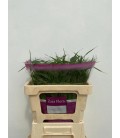 Panicum Fontaine 60 cm