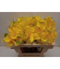 Calla Captaine Solo 55 cm