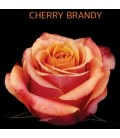 Rose Equateur Cherry brandy 60 cm