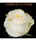 Rose Equateur Creme de la creme 50 